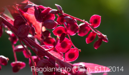 Regolamento (UE) n. 511/2014