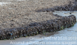 Circolare MATTM 20.05.2019 Accumuli di Posidonia oceanica spiaggiati Circolare MATTM 20.05.2019 Accumuli di Posidonia oceanica spiaggiati