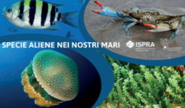 Specie aliene nei nostri mari