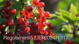 Regolamento (UE) 2021/1317 