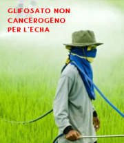 Glifosato non cancerogeno per ECHA Glifosato non cancerogeno per ECHA