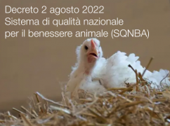 Decreto 2 agosto 2022 