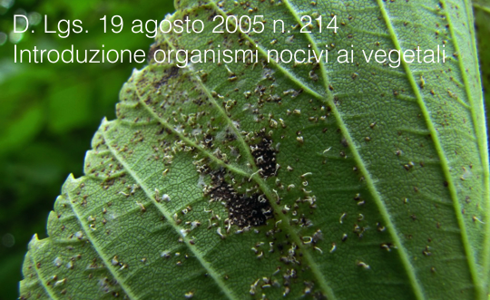 D Lgs 19 agosto 2005 n 214 D Lgs 19 agosto 2005 n 214