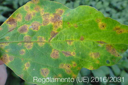 Regolamento UE 2016 2031 Regolamento UE 2016 2031