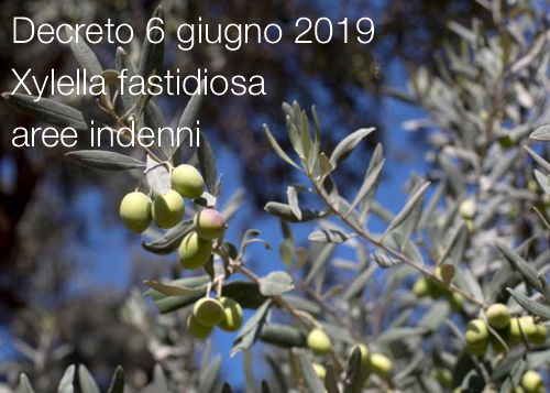 Xylella fastidiosa Decreo 6 giugno 2019 Xylella fastidiosa Decreo 6 giugno 2019