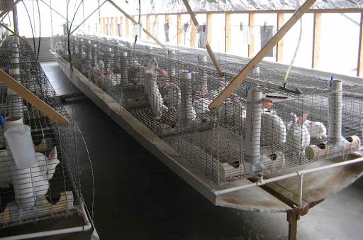 Avicoltura Avicoltura