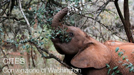 Convenzione CITES Convenzione CITES