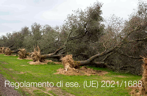 Regolamento di esecuzione UE 2021 1688 Regolamento di esecuzione UE 2021 1688